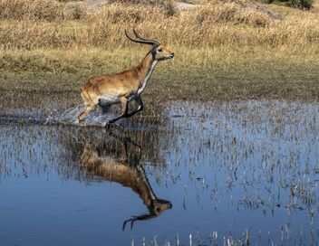 Okavango, le fleuve-vie