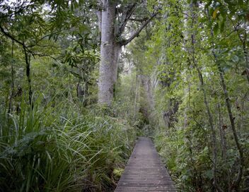 Nouvelle-Zélande : La forêt des géants