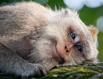 Bébés animaux à croquer