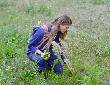 La cueillette alimentaire urbaine