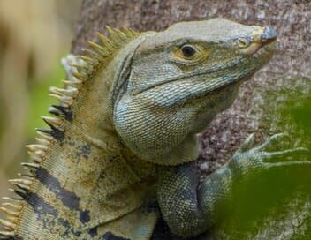 Nature, le retour du sauvage