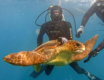 Cap-Vert, les chiens au secours des tortues