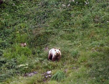 Pyrénées, vivre avec l'ours