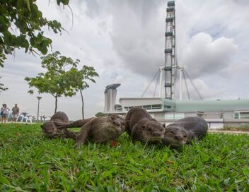 Des loutres dans la ville