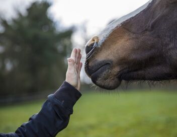 L'amour est dans le pré