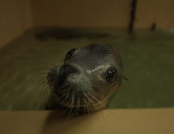 Nausicaá, dans les coulisses du plus grand aquarium d'Europe