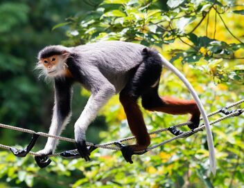 Vietnam, des ponts pour sauver les singes