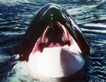 Orca