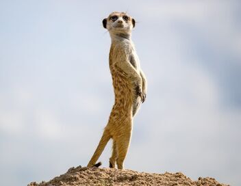 Dynasties animales