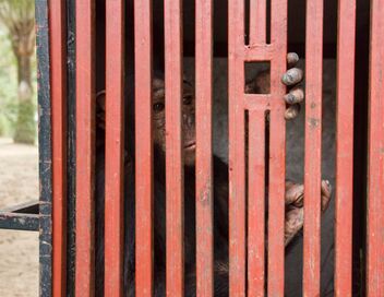 Jane Goodall et les chimpanzés de Tchimpounga