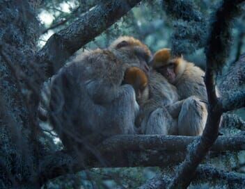 Primates, affaires de famille