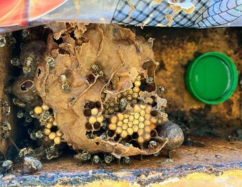 Yucatán : Les gardiennes des abeilles sacrées