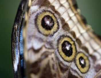 Les papillons, ces super héros de la nature