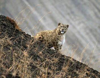 Himalaya, la quête du léopard des neiges