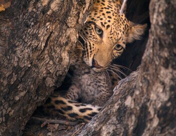 Sur la terre des grands félins