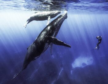 Quand baleines et tortues nous montrent le chemin
