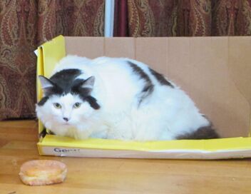 Hell's Cat : mon chat est un cauchemar