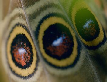 Les papillons, ces super héros de la nature