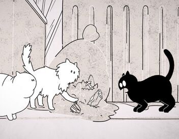 Putain de chat !