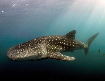 Le long voyage d'un requin-baleine