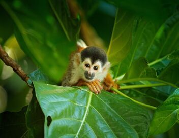 Petits animaux, grandes aventures