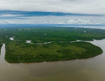 Les forêts de mangrove