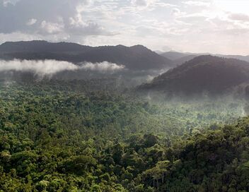 Sur la piste du jaguar au Guyana
