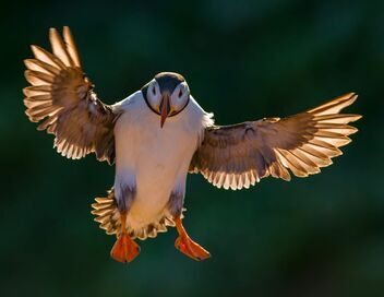 Les oiseaux