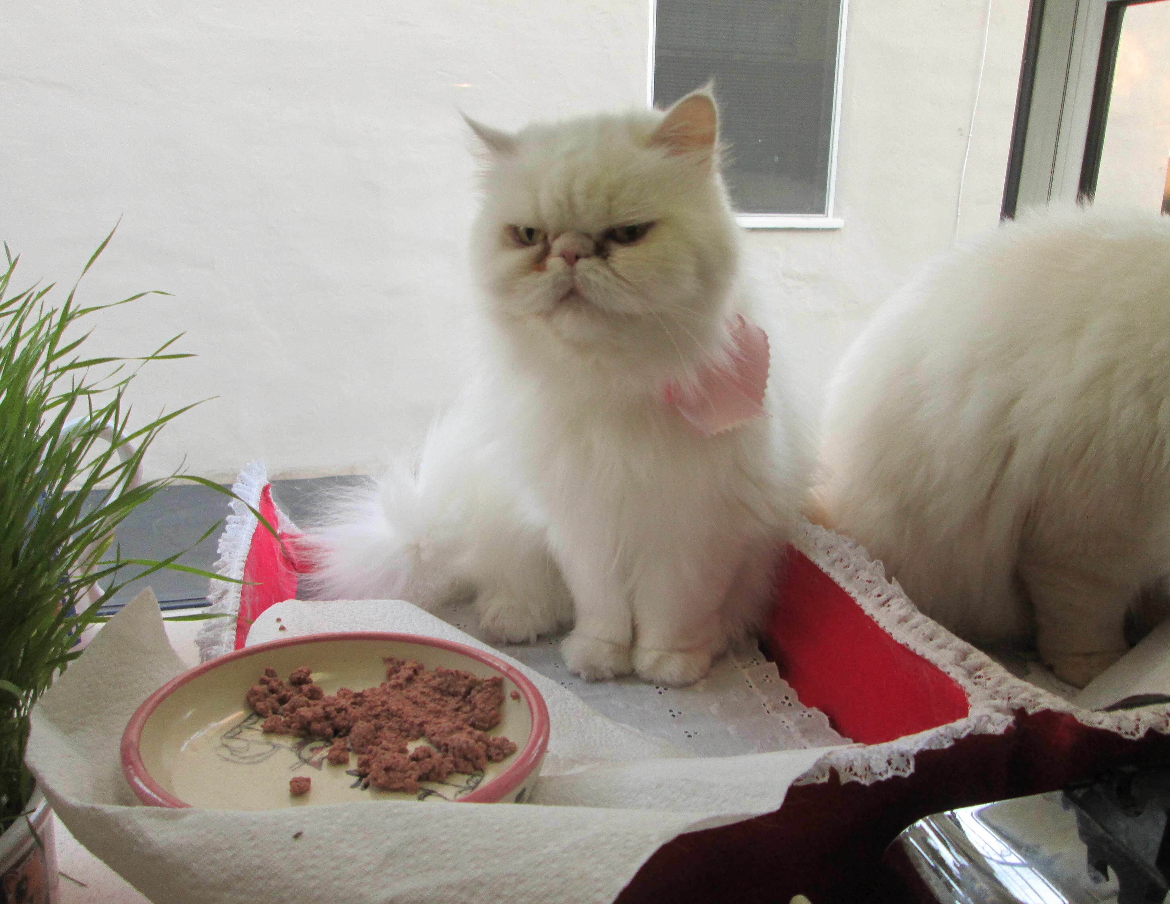 Hell's Cat : mon chat est un cauchemar