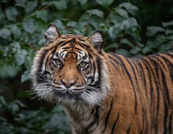 Une saison au zoo