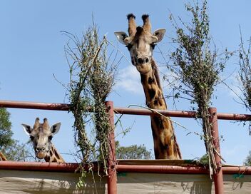 Kenya, des girafes pour la paix