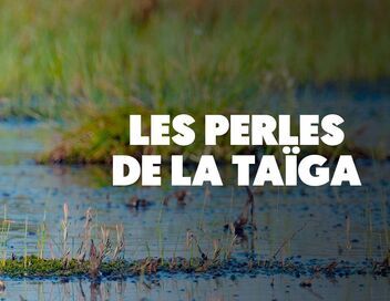 Les perles de la taïga : la réserve de Berezinsky