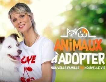 Animaux à adopter
