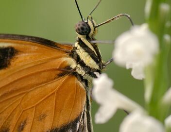 Les papillons, ces super héros de la nature