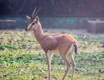 Beauval, au plus près des animaux