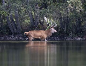 Sa majesté le cerf