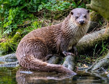 Le retour des loutres d'Europe