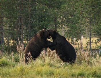 La Scandinavie arctique