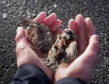 A Sparrow's Song