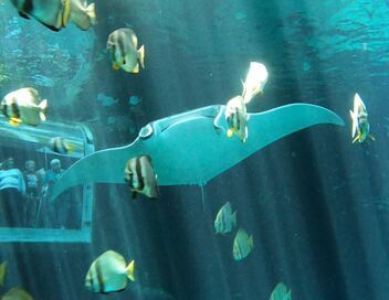 Nausicaá, dans les coulisses du plus grand aquarium d'Europe