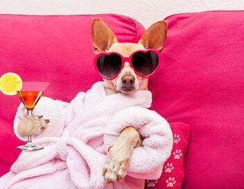 Le bêtisier de l'été