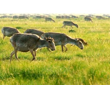 Epidémies sauvages : Les animaux face à la contamination