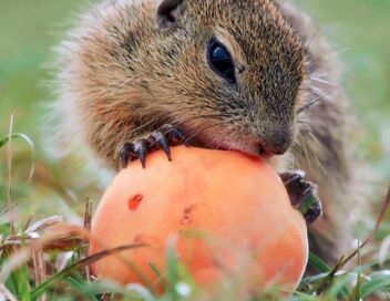 Le spermophile et le hamster d'Europe