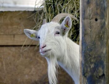 Le langage des animaux