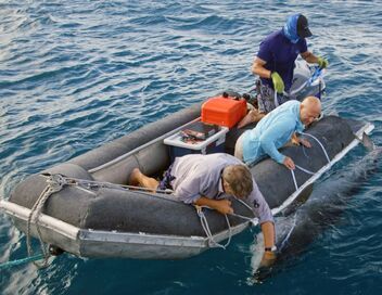 Les prédateurs de la Grande Barrière de corail