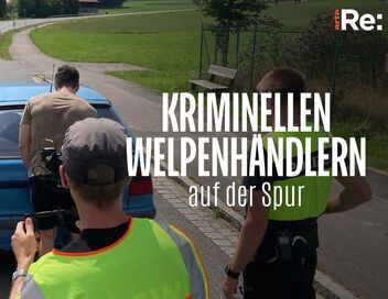 Sur la piste des trafiquants de chiots