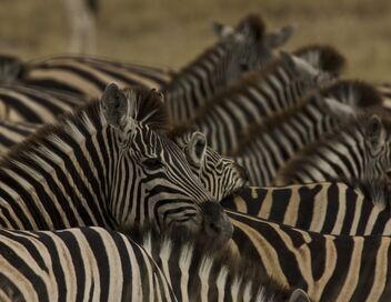 Okavango, le fleuve-vie