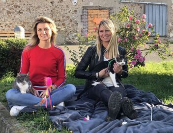 Animaux à adopter