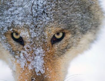 Le loup, un vagabond sans frontière