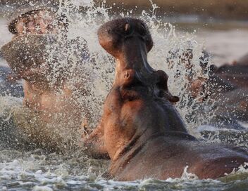 Le Zambèze, fleuve sauvage d'Afrique
